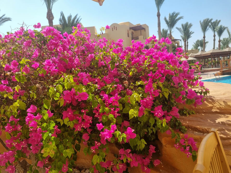 Gartenanlage Steigenberger Coraya Beach - Adults only