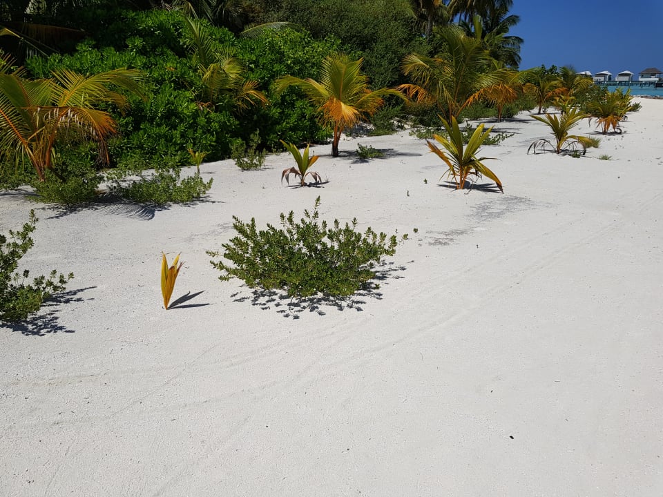 Gartenanlage Cinnamon Hakuraa Huraa Maldives