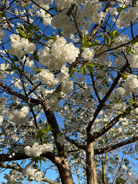 Außenansicht Fota Island Resort