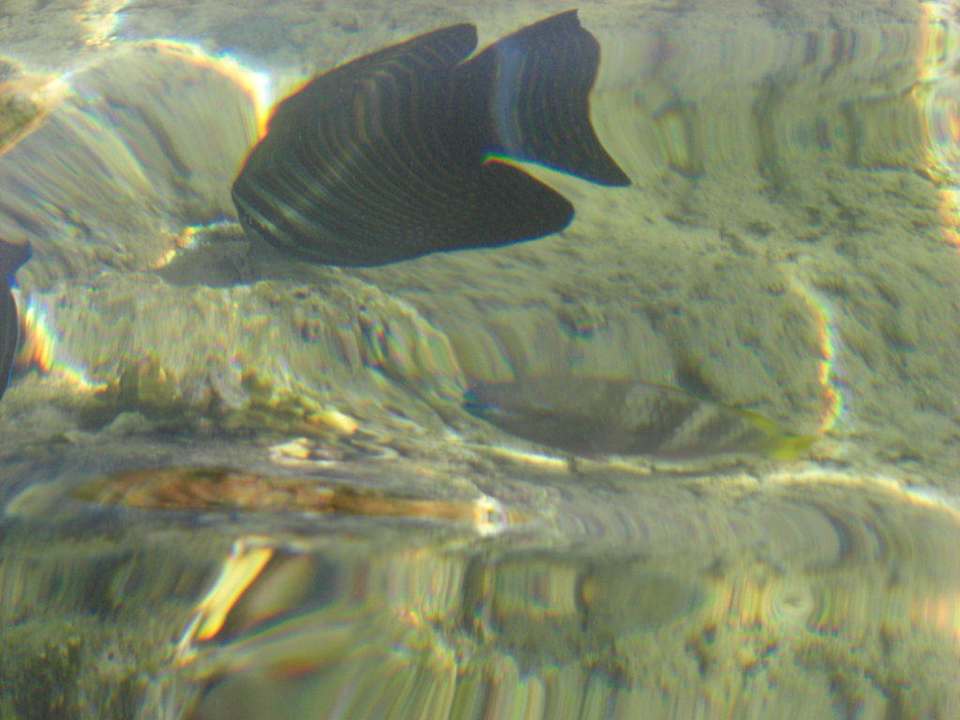 Fische Albatros Sharm Resort