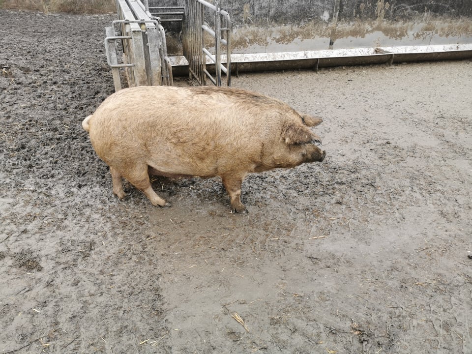 Sport & Freizeit Hotel Reiters Supreme