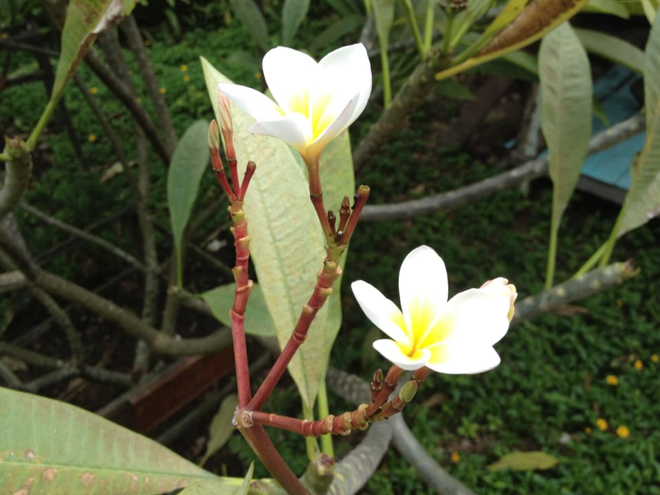 Ogród Santhiya Koh Phangan Resort & Spa