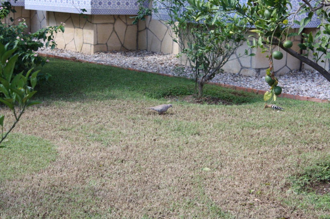 Club Ali Bey Manavgat Ali Bey Club