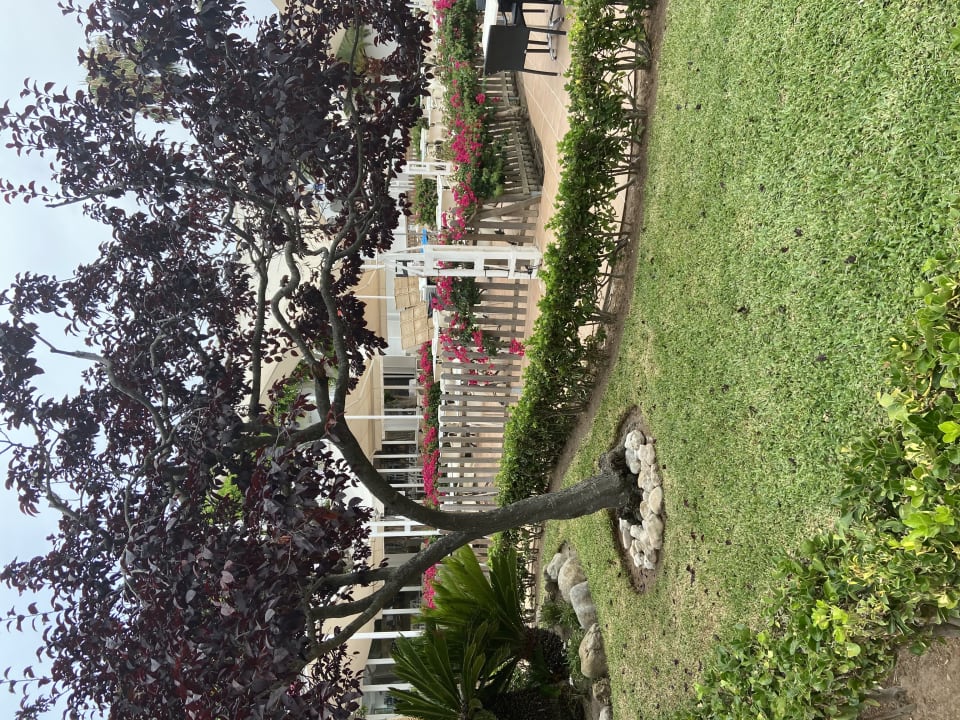 Gartenanlage Alcudia Garden Aparthotel