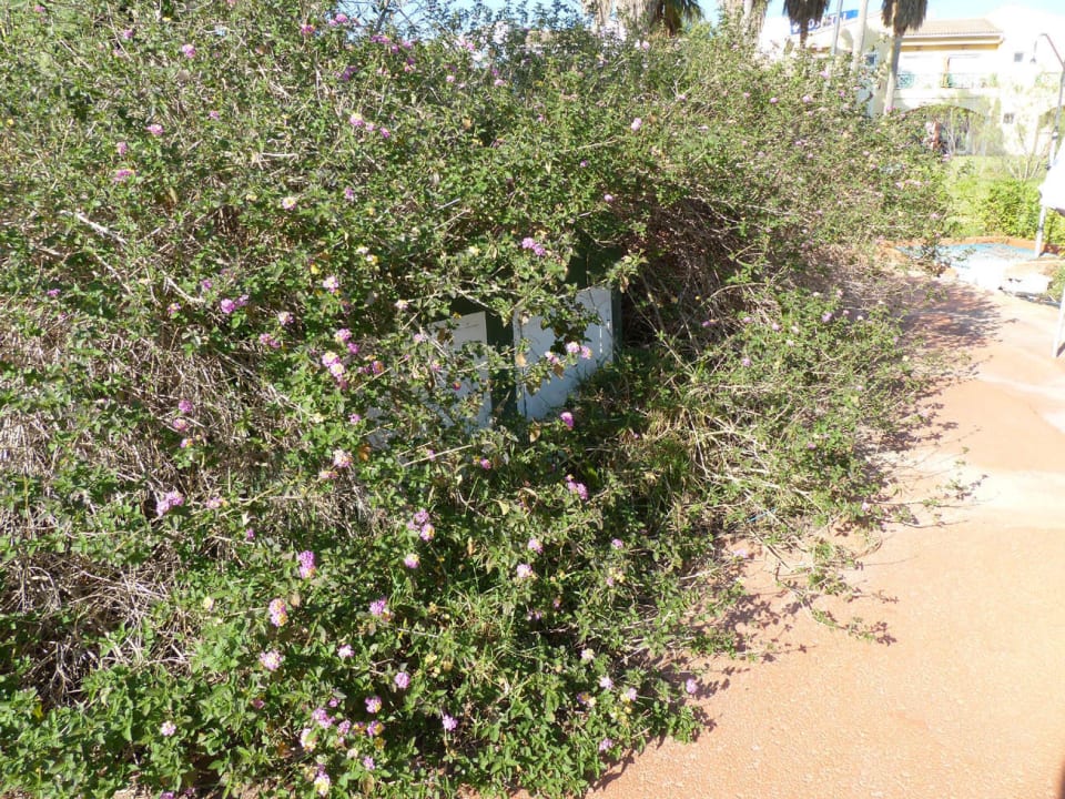 Ungepflegte Blütensträucher. Garden Saladina