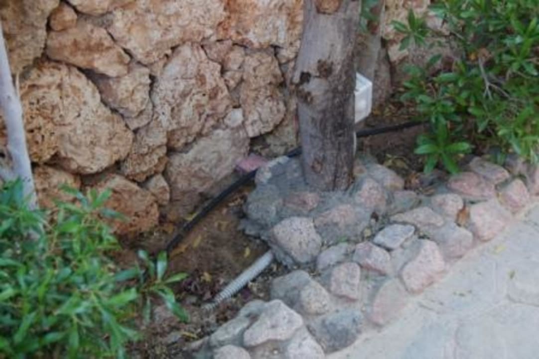 Rattenköder frei zugänglich in d. Gartenanlage II Charmillion Club Resort