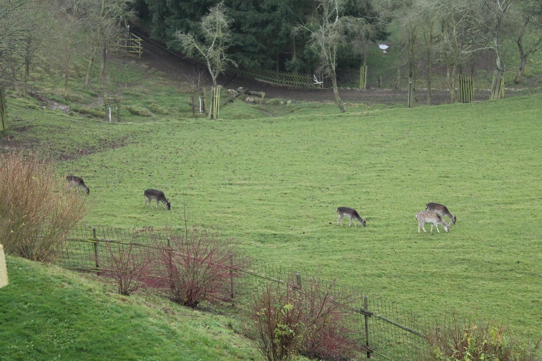 Ausblick "Wildpark" - perfekt! Hotel Kastenholz