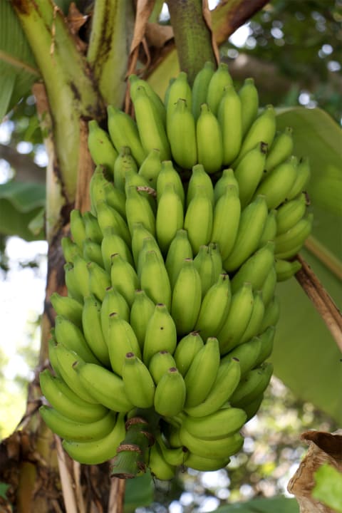 Gartenanlage Adaaran Select Hudhuran Fushi - Premium All Inclusive