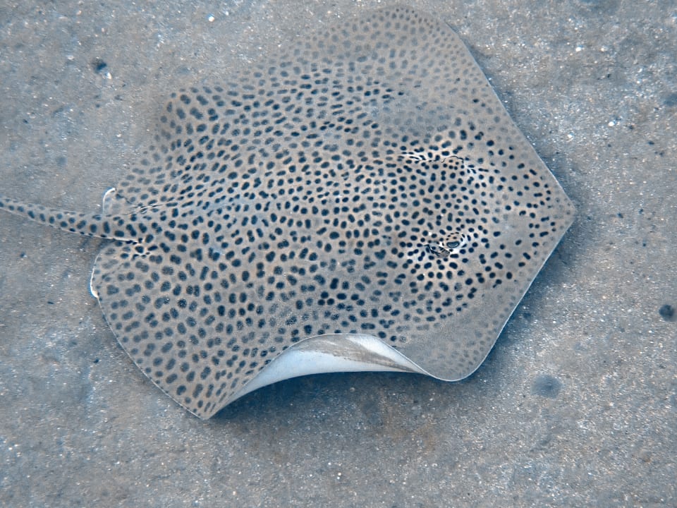 Sport & Freizeit Three Corners Equinox Beach Resort