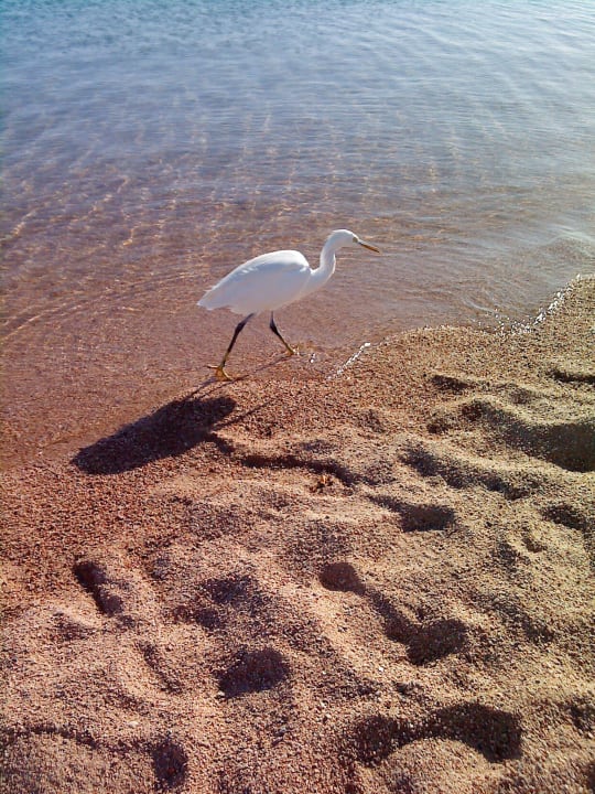 Am Strand The Grand Hotel Hurghada