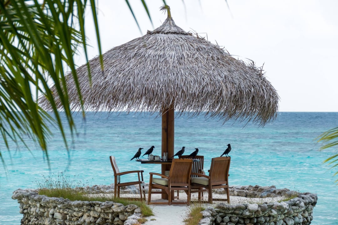 Gefiederte Barbesucher Filitheyo Island Resort
