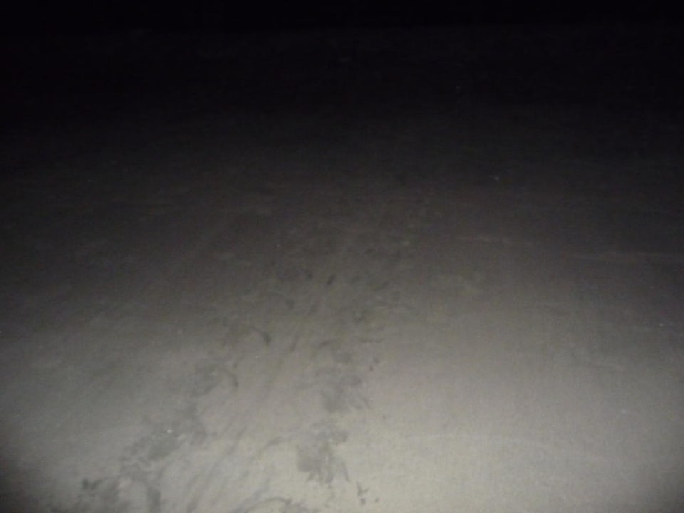 Schildkrötenspur Hotel Riu Guanacaste