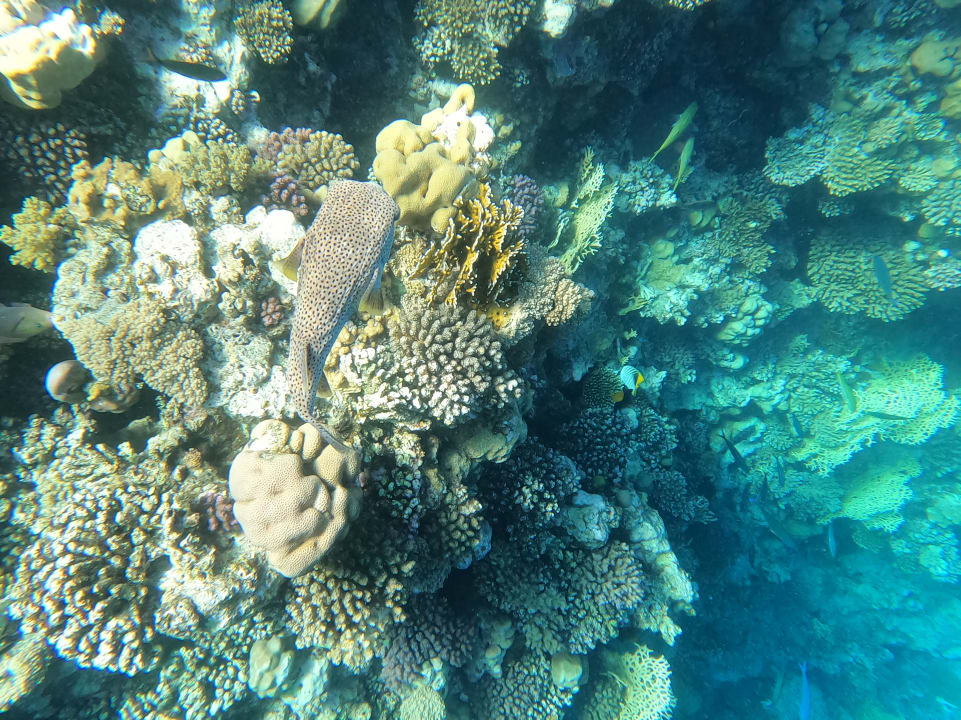 Sport & Freizeit TUI MAGIC LIFE Kalawy