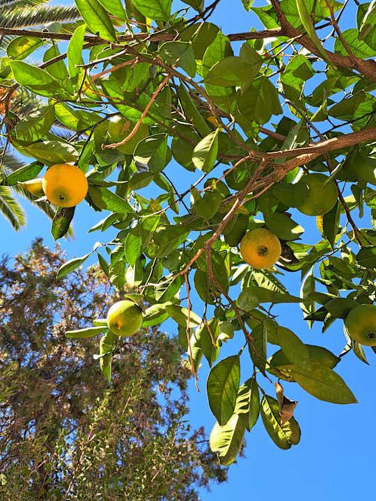 Außenansicht Apollonia Beach Resort & Spa