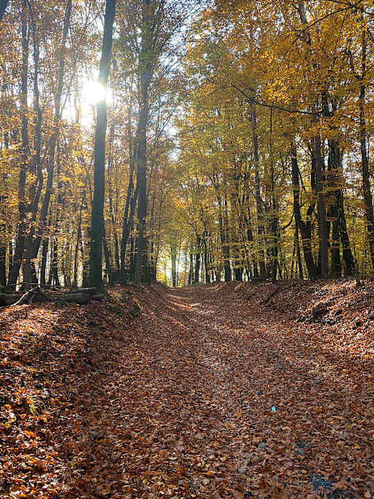 Ausblick Landvilla Sinelia premium