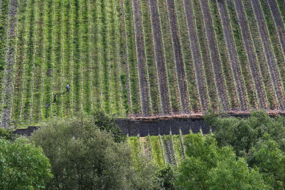 Weinlage Trittenheimer Apotheke Guesthouse Weinhotelchen
