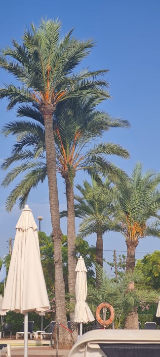 Pool Aparthotel Ciudad Laurel