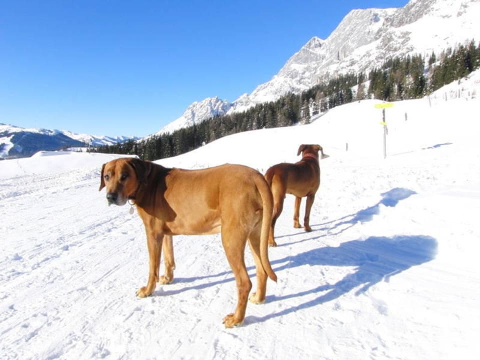 Direkt hinter dem Hotel Berghotel Arthurhaus