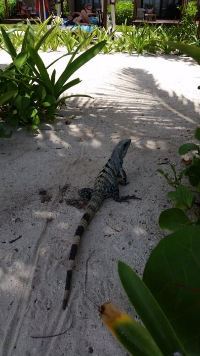 Sonstiges Akumal Bay Beach & Wellness Resort