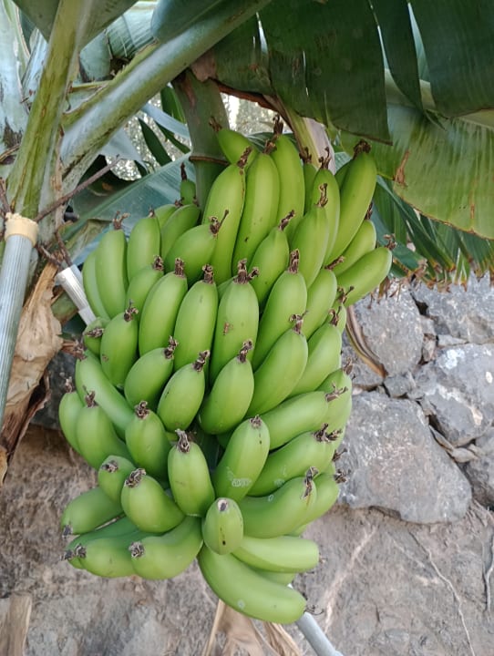 Gartenanlage R2 Romantic Fantasia Suites - Adults only