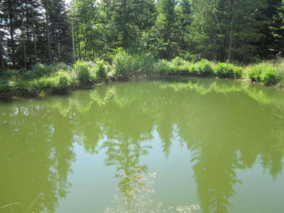 Der Schwaigerteich  Landhotel Schwaiger