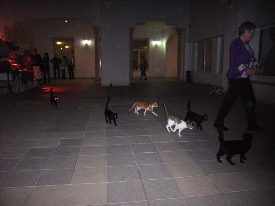 Tunesische-Katzen-Fütterung Hotel El Mouradi Djerba Menzel