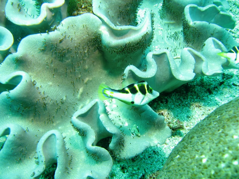 Sport & Freizeit Puri Bagus Lovina