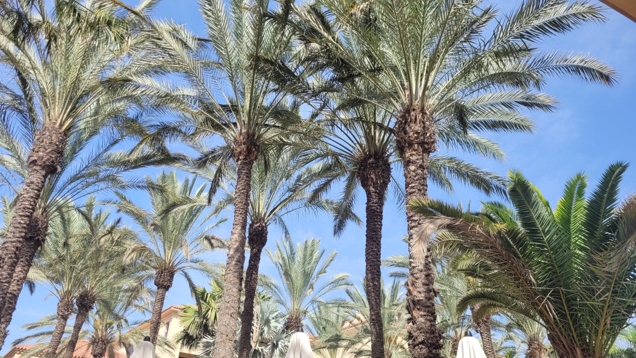 Gartenanlage Lopesan Costa Meloneras, Resort & Spa