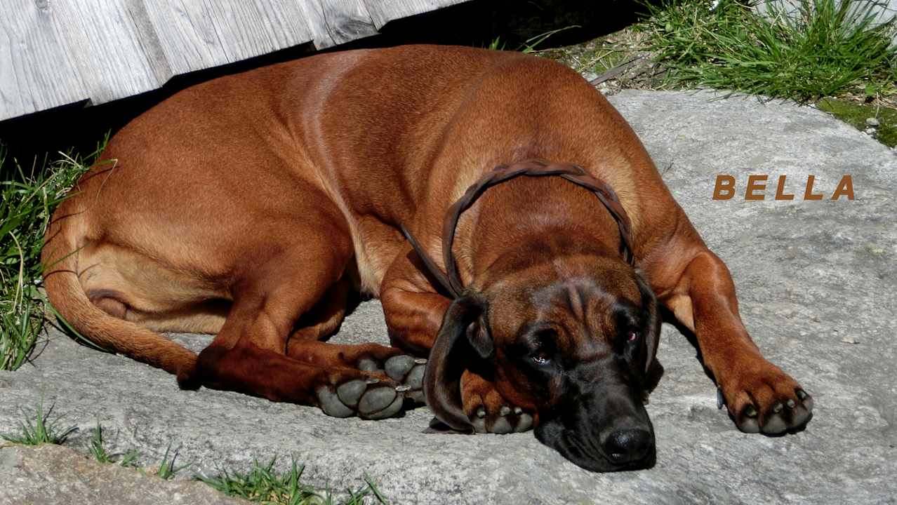 Sonstiges Plauener Hütte