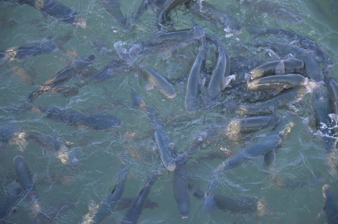 Fische Merve Sun Hotel & Spa
