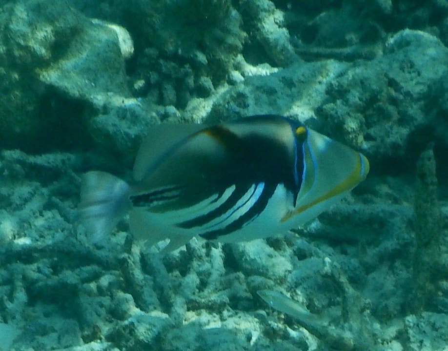 Tolle Fische Eri Maldives