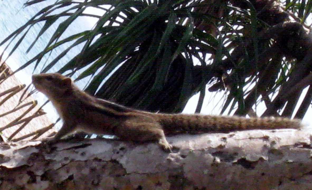 Streifenhörnchen sind so niedlich Hotel Koggala Beach