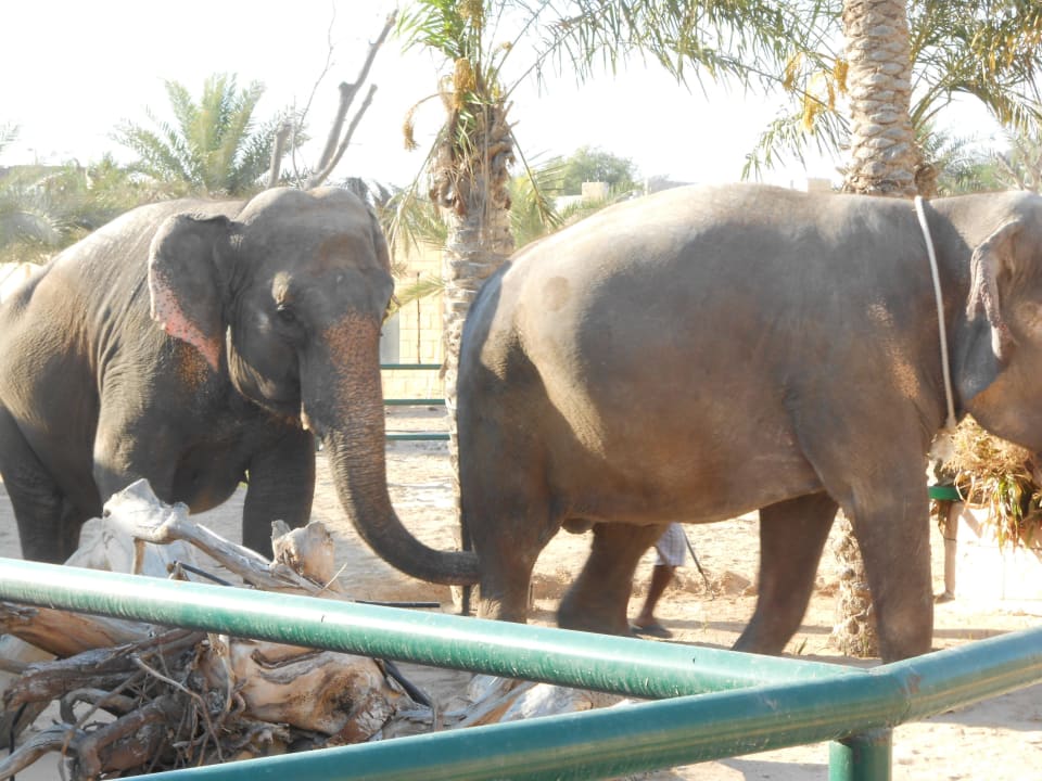 Elefanten im neuen Teil Hotel Emirates Park Resort