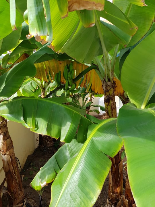 Gartenanlage LABRANDA Bahía y Villas Fañabé