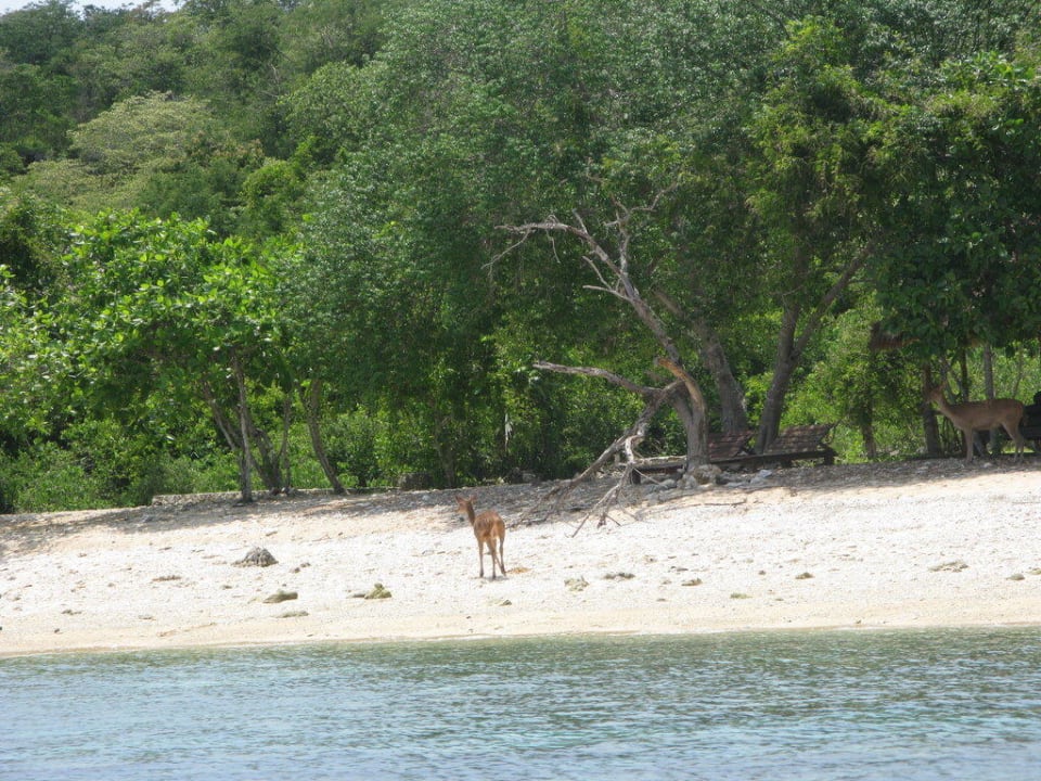 Strand NusaBay Menjangan