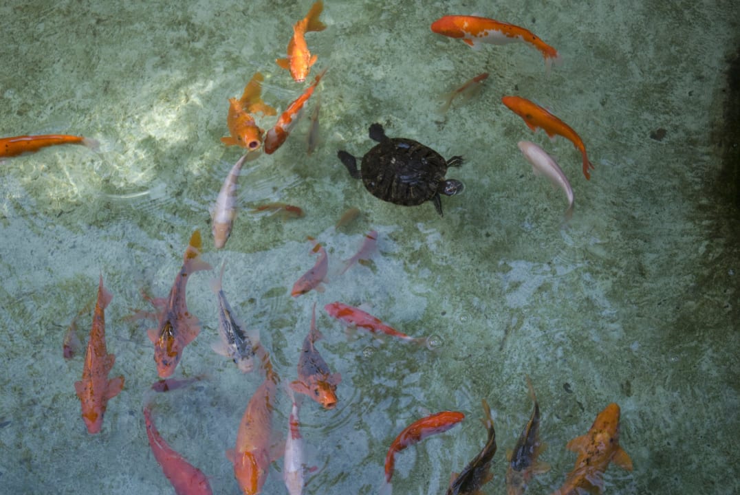 Koiteich Melia Purosani Yogyakarta