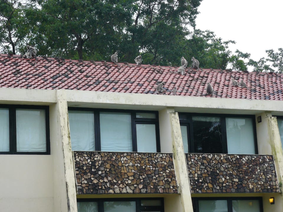 Małpy na hotelu Hotel Royal Lotus