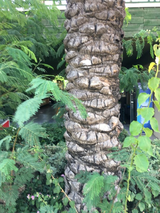 Garten Selectum Family Comfort Side