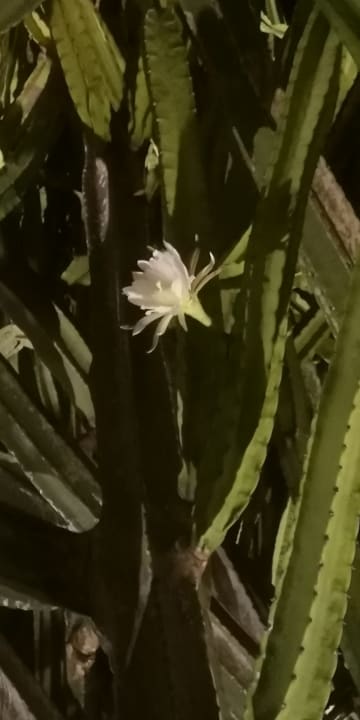 Gartenanlage Lagoon Attitude - Adults only