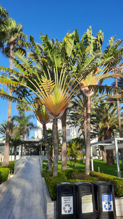 Gartenanlage Hotel Riu Palace Meloneras