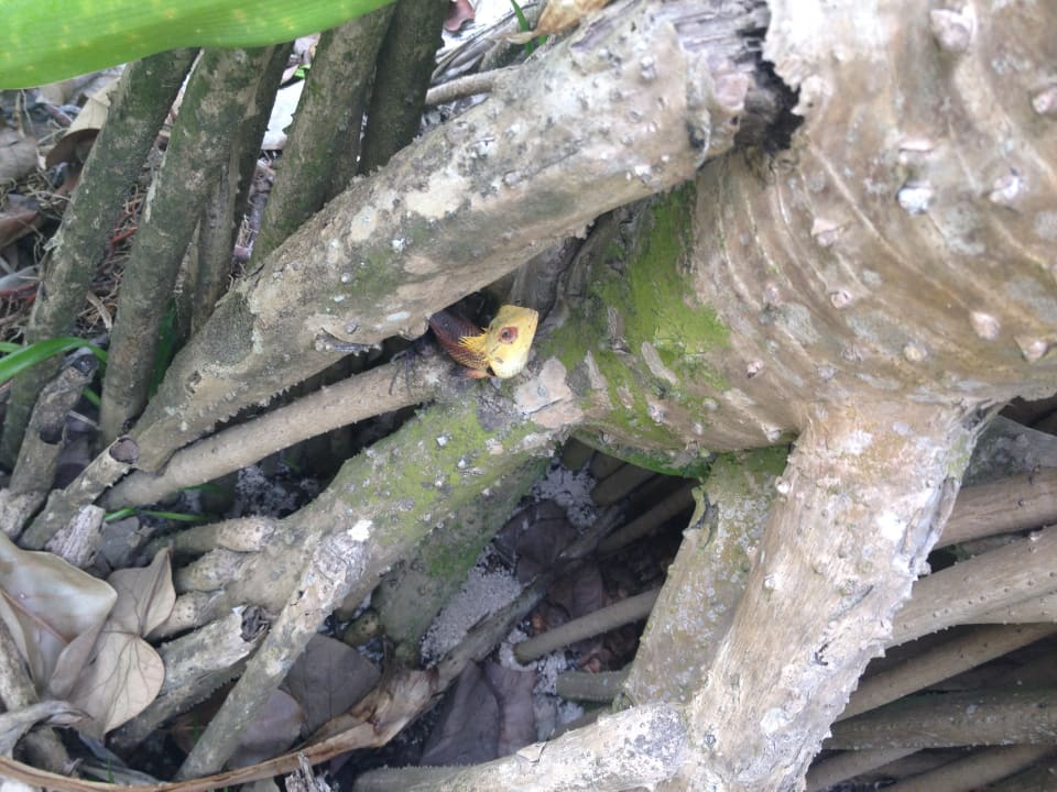 Gartenanlage NH Collection Maldives Reethi Resort