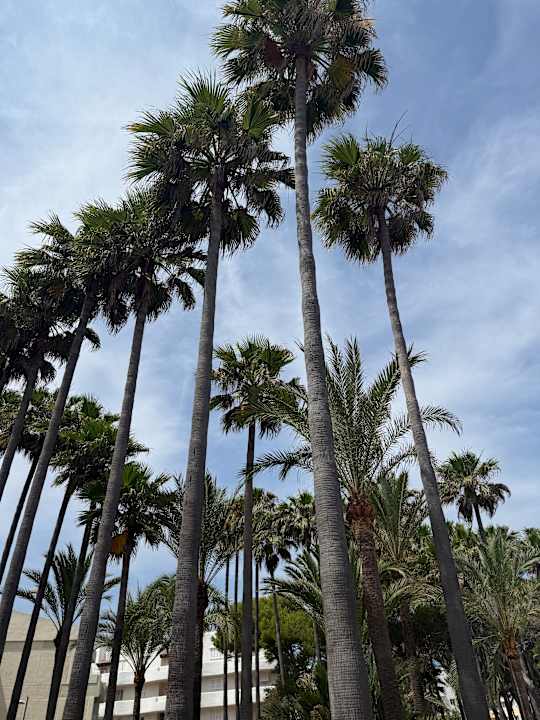 Strand Hipotels Mediterraneo Club