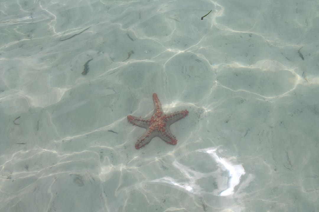 Seesterne am Diani Beach!!! Diani Sea Resort