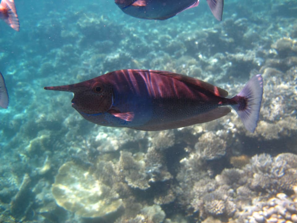 Doktorfisch Vilamendhoo Island Resort & Spa