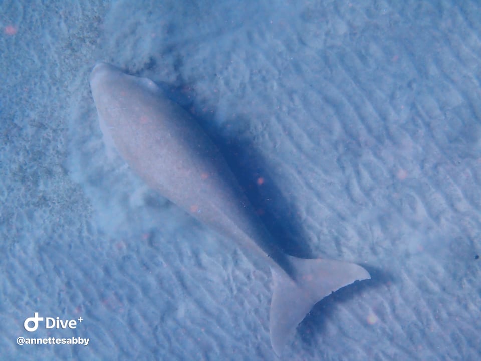 Sport & Freizeit Three Corners Equinox Beach Resort