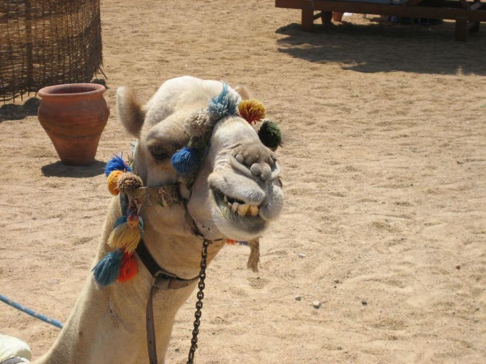 Tierischer Besuch am Strand Beach Albatros Resort