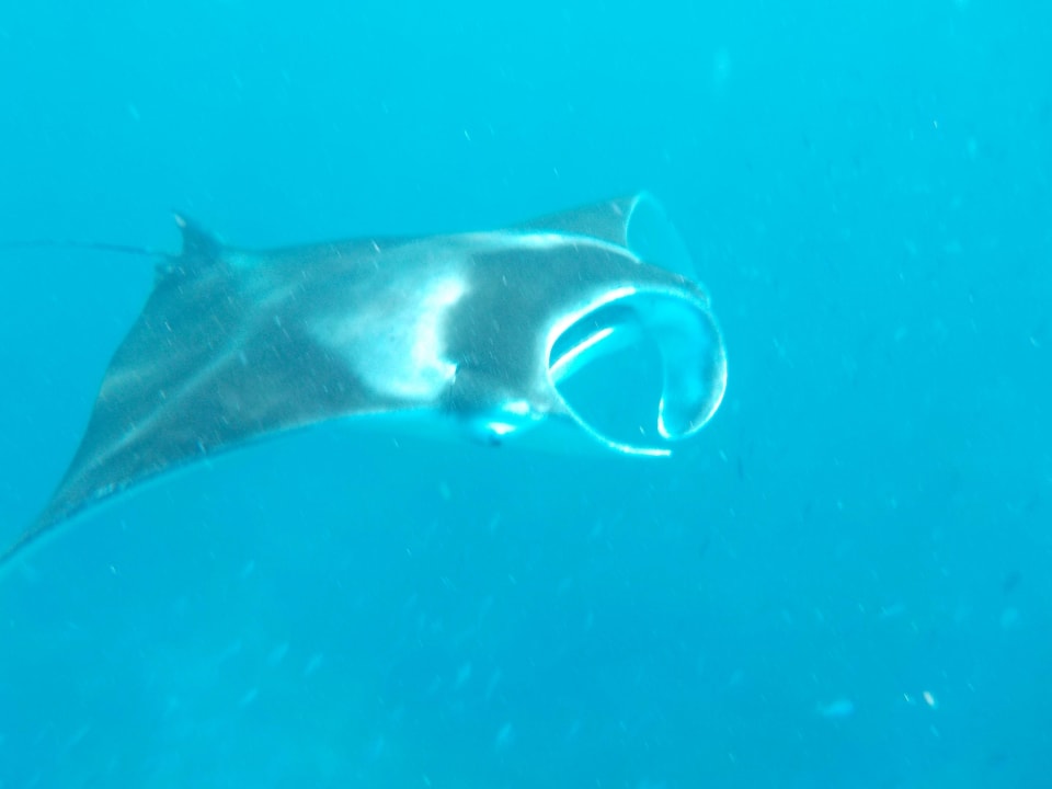 Mantarochen beim Schnorcheln Vilamendhoo Island Resort & Spa