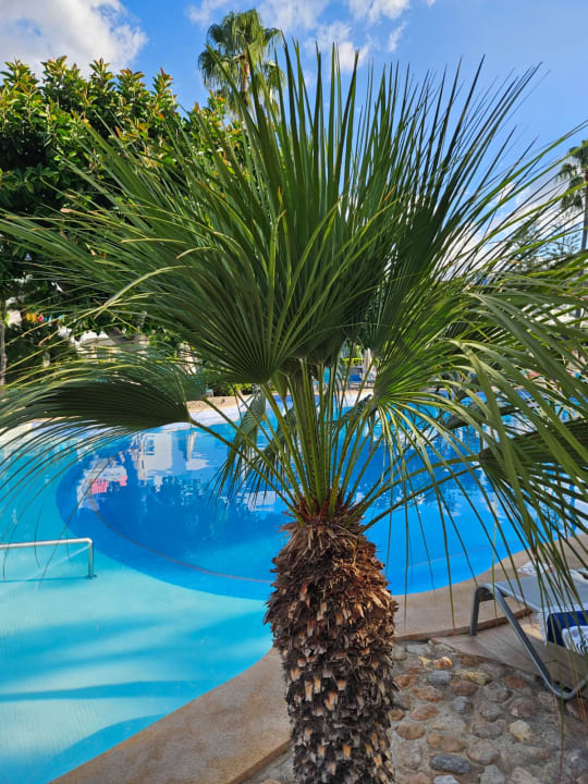 Gartenanlage Alcudia Garden Aparthotel