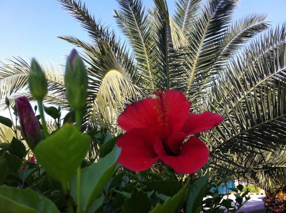 Blumen Alba Resort Hotel