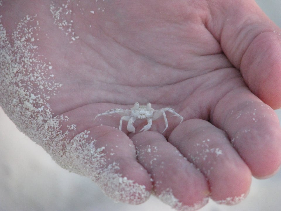 Zwierzaki 1 Adaaran Select Meedhupparu Island Resort - Premium All Inclusive